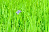 Argus on shoots of grass Touraine France 