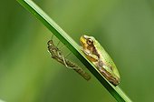 Green tree frog on a leaf Rush and moult Touraine France 