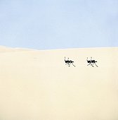 Ostriches running across a white sand dune Skeleton Coast