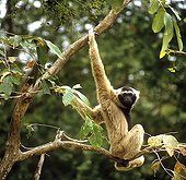 Pileated gibbon on a branch northern Thailand