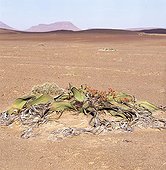 Welwitschia male Namib desert Namibia 