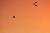 American Flamingo and Black-headed Gull at dawn in swamp