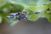 Edible Frog in a pond in front of a water lily France