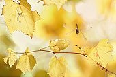 Vagrant Darter in flight at autumn France