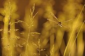 Black-tailed Skimmer flying at dusk France