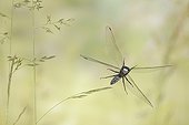 Flight of a male Black-tailed Skimmer at spring France