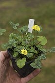 Fig buttercup 'Flore Pleno' seedling in bucket in a garden