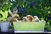 Chicks in a tin can on a garden table France