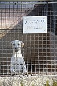 Dog awaiting adoption in shelters SPA France 