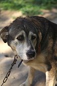 Portrait of dog in a shelter SPA France 