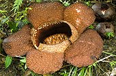 Rafflesia poring in primary forest Sabah Borneo Malaysia