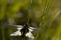 Ascalaphe soufré dans une prairie sèche Bavière Allemagne