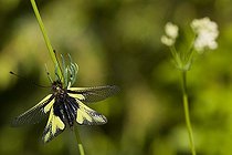 Ascalaphe soufré dans une prairie sèche Bavière Allemagne
