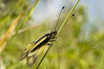 Ascalaphe soufré dans une prairie sèche Cévennes France
