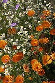 Garden beneficial plant associations