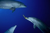 Bottlenose Dolphins playing with a sponge Tuamotu Polynesia