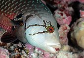 Portrait of Rockmover wrasse Tuamotu French Polynesia