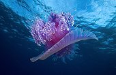 Jellyfish in the surfaceTuamotu French Polynesia