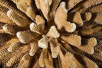Hard coral  Tuamotu French Polynesia