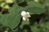 Bay of Common snowberry in summerFrance 