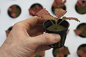 Aeroponic culture of red nerve plant 'Red Star' cuttings