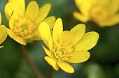Fig buttercup in flower in late winter France 