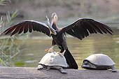 African Darter climbing on a turtle after fishing Kruger NP