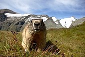 Alpine Marmot Massif Grossglockner Austria  ; Height: 2 400 m 