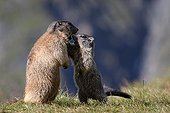 Alpine Marmotand young  Massif Grossglockner Austria  ; Height: 2 400 m 