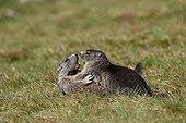 Young Alpine Marmots playing  Massif Grossglockner Austria  ; Height: 2 400 m 