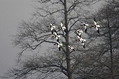 Flock of Red-billed shelducks in flight winter GB