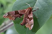 Sphinx on the linden leaf Alsace France