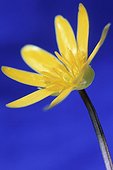 Ranunculus ficaria, Celandine