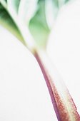 Rheum rhabarbarum, Rhubarb