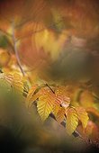Zelkova serrata, Japanese Lilac Tree
