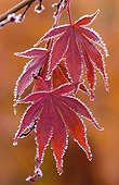 Acer palmatum