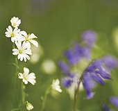 Stellaria holostea, Stitchwort