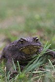 European toad in the lawn of a garden