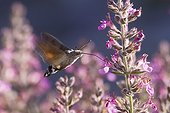 Moro-sphinx hovering for foraging in a garden Frnace