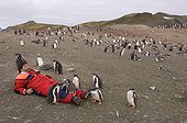 Leisure and gentoo penguins Aitcho South Shetland Island