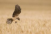 Montagu's Harrier landing in a wheat field Germany ; Breeding site. The bird carries a mouse in its claws