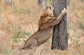 African lion standing around a tree Botswana