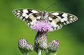 Marbled-White on a flower of the thistle in Correze France