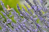 Moro sphinx-pollinating a flower of Lavander France