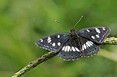 Butterfly in the dry valley of the Peleus Coast France