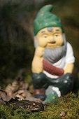 Common Toad and Garden gnome Center France