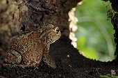 Common toad in a strain in a garden France 