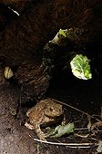 Common toad in a strain in a garden France 