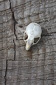 Skull of house mouse strain on France