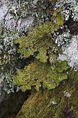 Pulmonary Lichen on trunk Forest of Saint-Antoine Corsica ; Foliose lichen indicator of air quality